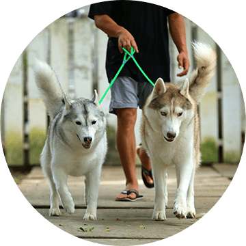 Man walking two white husky dogs on a sidewalk